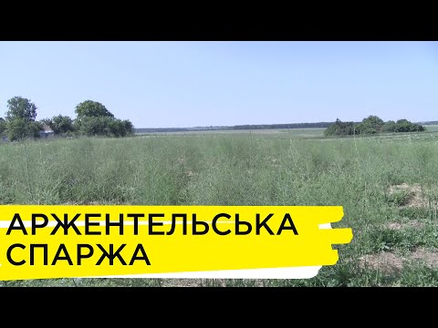 Видео: Як виростити спаржу і чи варто це робити?