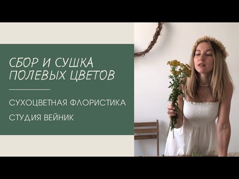 Видео: Сушка полевых цветов (пижма). Сухоцветная флористика.