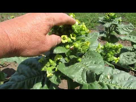 Видео: Табак или махорка, что лучше.