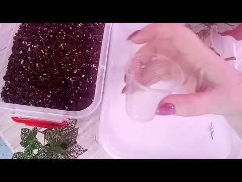 Видео: Садим черенки бегоний