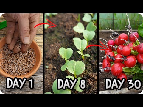 Видео: Руководство по выращиванию редиса: От посева до урожая, шаг за шагом