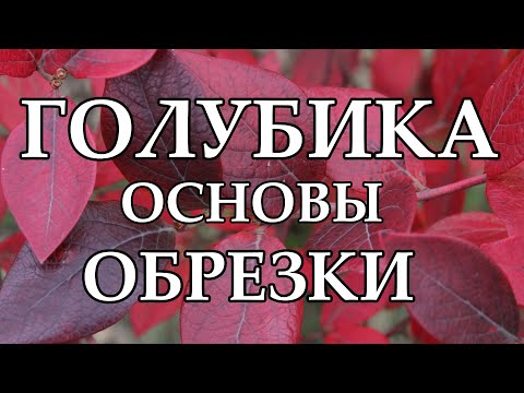 Видео: Основы обрезки молодых и взрослых кустов голубики