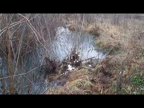 Видео: Охота на бобра.  Неожиданный трофей)