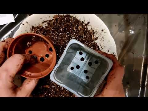 Видео: Непентес Ампулярия Зеленая. Nepenthes ampullaria green. Пересадка.