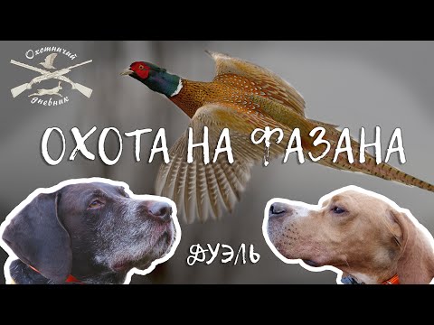 Видео: Кто добычливей - дратхаар или пойнтер? Соревнуемся охотясь на фазана.