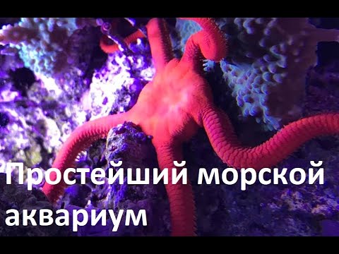 Видео: Простейший морской аквариум на 312 л после замены воды и перестановки камней с мягкими кораллами.