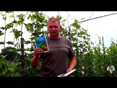 Видео: Что ОБЯЗАТЕЛЬНО НУЖНО СДЕЛАТЬ после ЦВЕТЕНИЯ ВИНОГРАДА