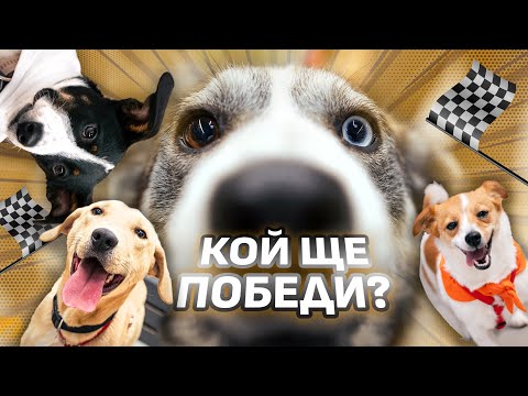 Видео: ВЪЗПИТАНИЕ на кучета в приют? Мисията - ВЪЗМОЖНА! #dogrescue #animalrescuesofia