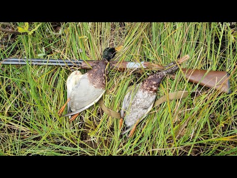 Видео: Обзор на ружьё cz mallard 20/76. #shotgun #hunting #cz #czmallard #rifle #gun #gunforhunting #hunt