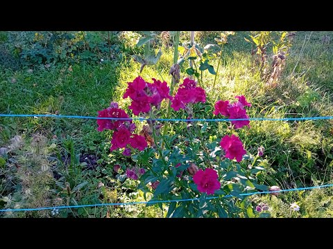 Видео: Стихи для души❤️первый мороз🥶покупки🌞