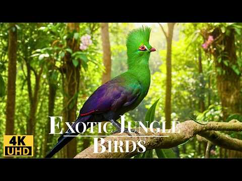Видео: Экзотические птицы 4K: расслабляющие звуки джунглей и красочные птичьи песни
