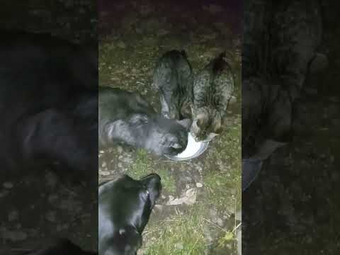 Видео: Вечірня годівля