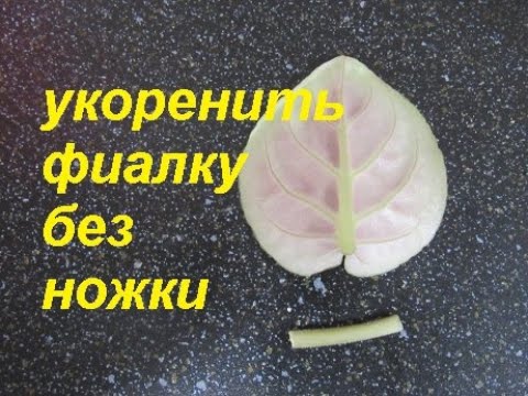 Видео: ФИАЛКА С ОТЛОМАННОЙ НОЖКОЙ. ПОЛУЧИМ МНОГО ДЕТОК.