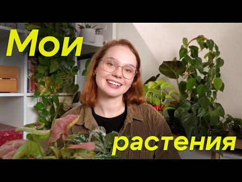 Видео: Обзор моей небольшой коллекции растений в Питере