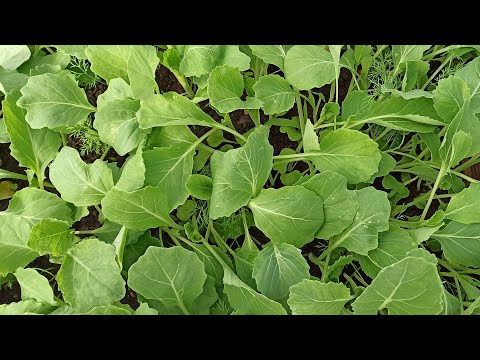 Видео: Как сажать рассаду капусты в открытый грунт. Когда сажать капусту рассадой