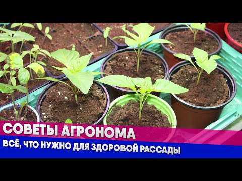Видео: Советы агронома - всё, что нужно для здоровой рассады
