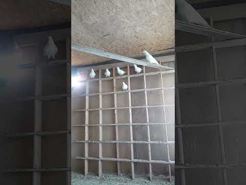 Видео: Смертники Арифа.