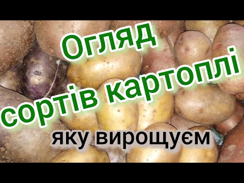 Видео: Огляд сортів картоплі // яка картопля краща