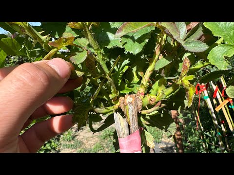 Видео: Пробуди Базальные Побеги Легко!#розыартема #уходзарозами #базальныепобегироз#обрезкароз