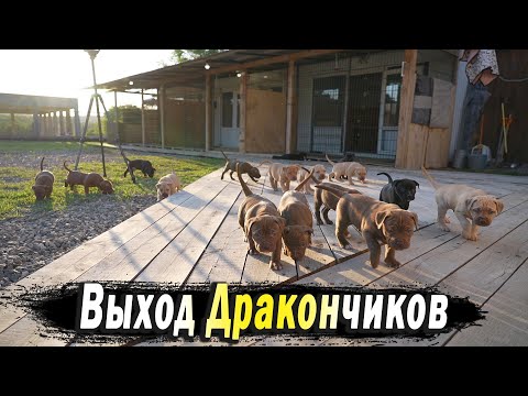 Видео: ВЫХОД ДРАКОНЧИКОВ 16 ЩЕНКОВ ПИТБУЛЯ !!! Первое слияние двух банд !! Это нечто !!! Эмоции зашкаливают