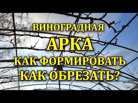 Видео: ВИНОГРАДНАЯ АРКА -ПРОСТОЙ СПОСОБ ОБРЕЗКИ -ФОРМИРОВКА
