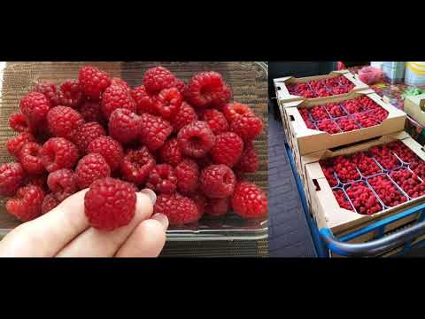 Видео: Малина Маравилла - Математика Урожайности