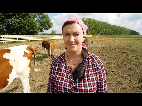 Видео: КАК ВЫБРАТЬ ХОРОШУЮ КОРОВУ ; НА ЧТО ОБРАТИТЬ ВНИМАНИЕ. ПОКУПКА ТЕЛЁНКА - ПОЛЕЗНЫЕ СОВЕТЫ