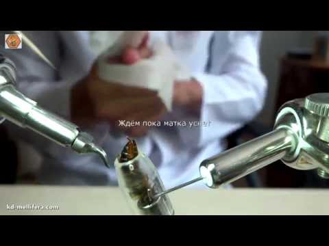 Видео: Осеменение пчелиной матки на оборудовании Grabski&Glass