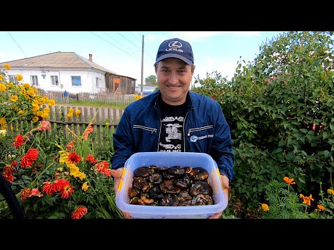 Видео: Как Правильно Засолить Чёрные Грузди! Сырой Засол - Безопасный Рецепт!!!