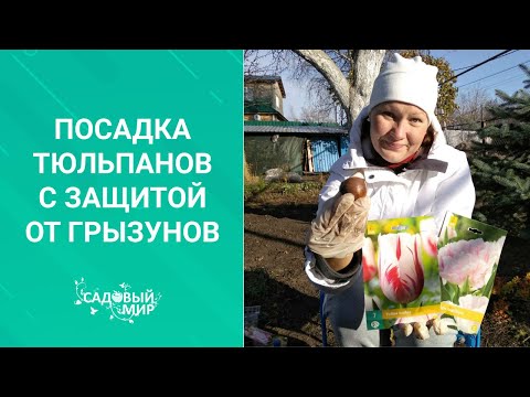 Видео: ПОСАДКА ТЮЛЬПАНОВ ОСЕНЬЮ.Зачем укладывать луковицы в корзины, ящики, сетки, бутылки