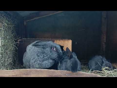 Видео: Стресс у кролика(12 причин)Случай в моем хозяйстве🤔🤔🤔