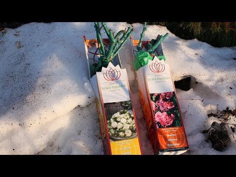 Видео: Розы из коробки.  Хранение под снегом