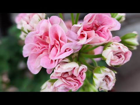 Видео: Обзор сортов пеларгонии в розовых тонах