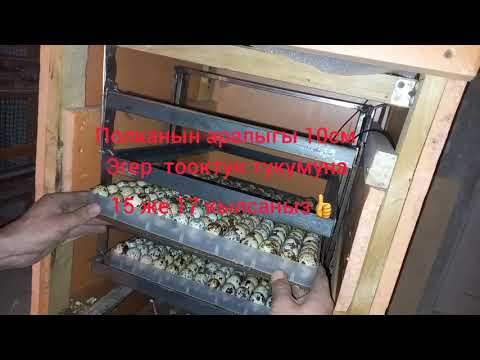 Видео: Уй шартында инкубатор апаратын  жасаныз...