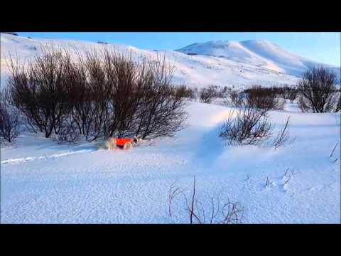Видео: Английский сеттер. Работа по куропатке по снегу.