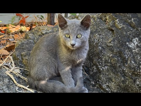 Видео: Котик поселился у нас на участке! 
