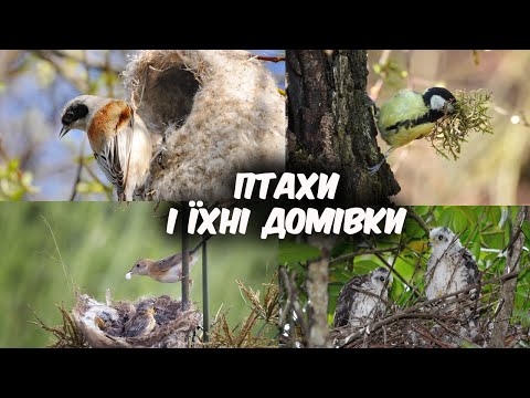 Видео: Птицы и их дома. Гнезда птиц