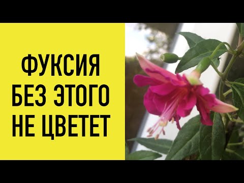 Видео: Фуксия без этого не будет цвести