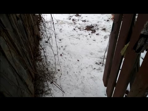 Видео: домашнее