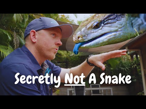 Видео: Самая неверно идентифицированная рептилия в Австралии