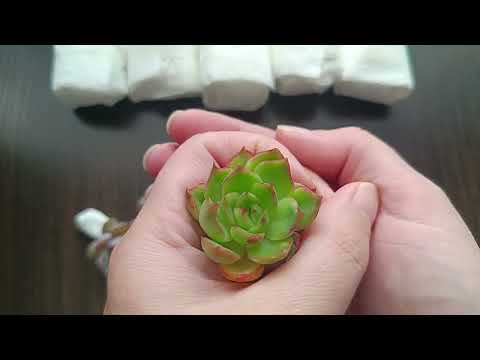 Видео: Очередная посылочка суккулентов, пополнение коллекции 🥰☺️💚💚💚