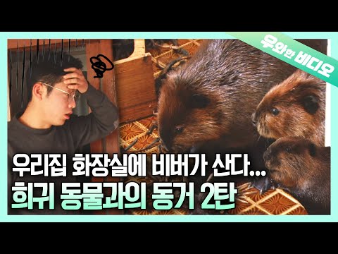 Видео: ★AMAZON OPEN★ Иметь соседа по комнате диких животных