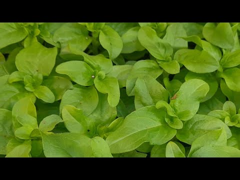 Видео: ❓❓❓🌺🌺🌺Почему я не плачу помощнику в теплице! 🌺❓❓❓🤔🤔🤔