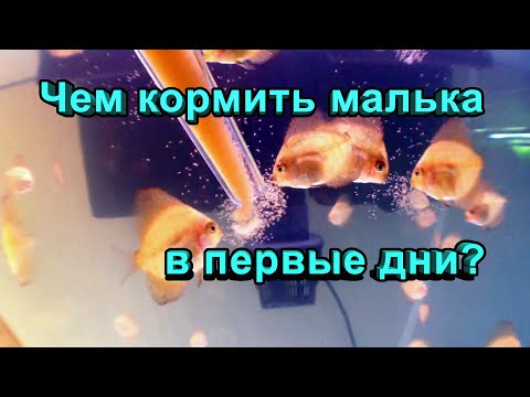 Видео: Чем кормить мальков? Стартовые корма для малька икромечущих рыб.