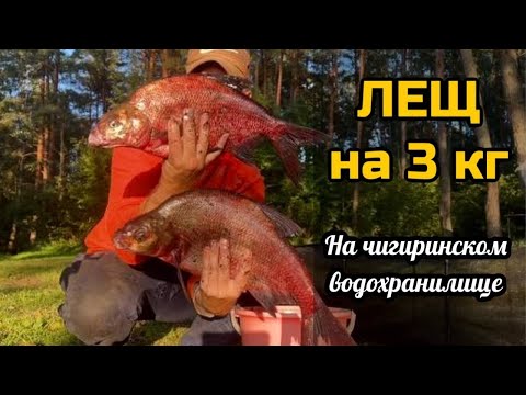 Видео: Лещ на 3 кг!!!А за ним Второй.Фидерная рыбалка на Чигиринском водохранилище #рыбалка #фидер #лещ