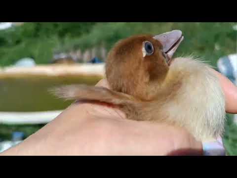 Видео: Ловлю злостных нарушителей.Утёнок чуть не утонул.Козам вкусно.Рыба в духовке