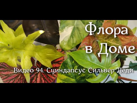 Видео: Видео 94. Сциндапсус Силвер Леди