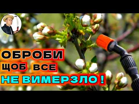 Видео: ВЕСНЯНІ ЗАМОРОЗКИ: Чим Обробити Рослини для Надійного Захисту
