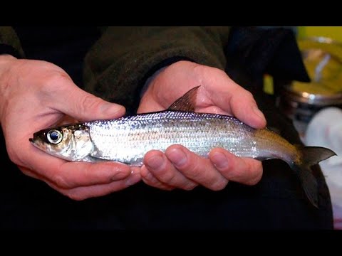Видео: Моя первая рыбалка на рипуса/Озеро Инголь/Уха/Гирлянды/Земляки с канала "Ачинск Рыбалка"
