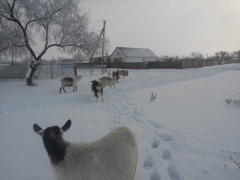 Видео: Козы:подхвостка, болезни, витамины, кальций, питание перед окотом и прочее...